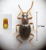 Stenichnus godarti